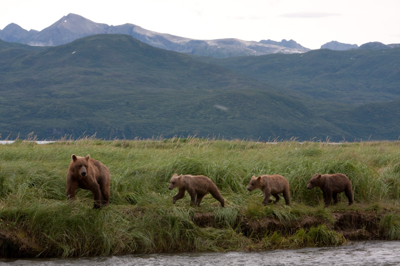 Grizzly Bear Sow And Cubs